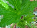 Insect on leaf of okra plant