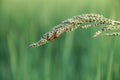 Insect and grass top on a green background