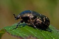 The Flower Chafer, Cetonia aurata on a leaf