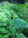 Insect in leaf