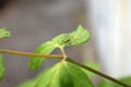 An insect on a leaf, an insect travel