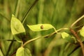 Insect on a leaf in vendee france Royalty Free Stock Photo