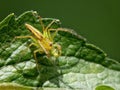 Insect and leaf