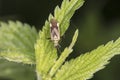 Insect on the leaves of nettle, view from above