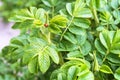 The insect on the leaves of wild rose, Ladybug on a wild rose bushes Royalty Free Stock Photo