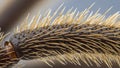 Insect Leg Texture Close Up Royalty Free Stock Photo