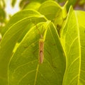 Insect, Leptocorisa Oratoria, The Rice Ear Bug Royalty Free Stock Photo