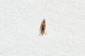 Insect lice on a white paper background Royalty Free Stock Photo