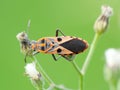 Insect life in wild Royalty Free Stock Photo