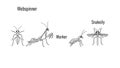 Insect Line Art Collection: Webspinner, Praying Mantis, Worker Ant, Snakefly Royalty Free Stock Photo