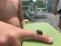 An insect is on a little boys finger Royalty Free Stock Photo