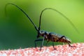 Insect with long antennae Royalty Free Stock Photo