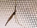Insect Long Legs on Mosquito Wire Screen