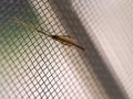 Insect Long Legs on Mosquito Wire Screen