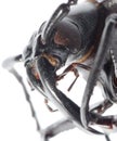 Insect longhorn beetle head macro