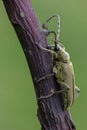 longhorn beetle - Lepturobosca virens Royalty Free Stock Photo