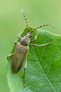 Longhorn beetle - Lepturobosca virens Royalty Free Stock Photo