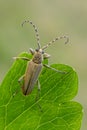Longhorn beetle - Lepturobosca virens Royalty Free Stock Photo