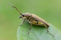 Longhorn beetle - Lepturobosca virens