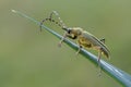 Longhorn beetle - Lepturobosca virens Royalty Free Stock Photo