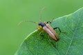 longhorn beetle - Pidonia lurida Royalty Free Stock Photo