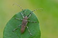 longhorn beetle - Saperda carcharias Royalty Free Stock Photo