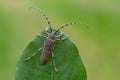 longhorn beetle - Saperda carcharias Royalty Free Stock Photo