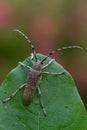 Longhorn beetle - Saperda carcharias
