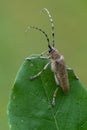 Longhorn beetle - Saperda carcharias Royalty Free Stock Photo