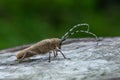 Longhorn beetle - Saperda carcharias