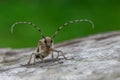 Longhorn beetle - Saperda carcharias Royalty Free Stock Photo