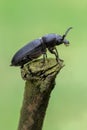 Longhorn beetle - Spondylis buprestoides Royalty Free Stock Photo