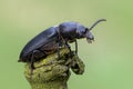 longhorn beetle - Spondylis buprestoides Royalty Free Stock Photo