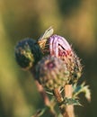 Insect looking at a flower in the garden