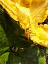 an insect looking for food around a yellow flower