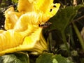 an insect looking for food around a yellow flower