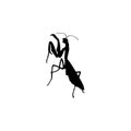 Silhouette of mantis illustration