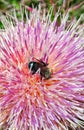 Bumble bee on flower