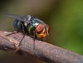 Insect, macro, Green fly, natural, colorfull Royalty Free Stock Photo