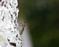 Insect macro mosquito sitting on the trunk of a birch