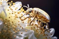 Insect macro photography. Wildlife . Close-up picture of golden beetle on flower