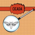 Insect in magnifier. cicada. Cicadidae. Sketch of Royalty Free Stock Photo