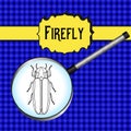Insect in magnifier. Firefly beetle Lampyridae Royalty Free Stock Photo