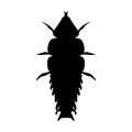 Insect in magnifier. Trilobite beetle Duliticola Platerodrilus. Sketch of Trilobite beetle. Trilobite beetle Design for