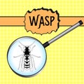 Insect in magnifier.Wasp. Sketch of Wasp. Wasp