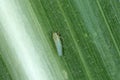 Insect of Maize leafhopper Zyginidia scutellaris pest of corn crop and damaged leaves of maize by this pest. It is an increasing