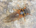 Insect makes an unpleasant sound of Cicada close - up Royalty Free Stock Photo