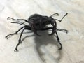 Insect male beetle-deer of dark color