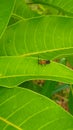 insect on a mango tree leaf. Royalty Free Stock Photo