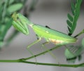 Insect mantis Royalty Free Stock Photo